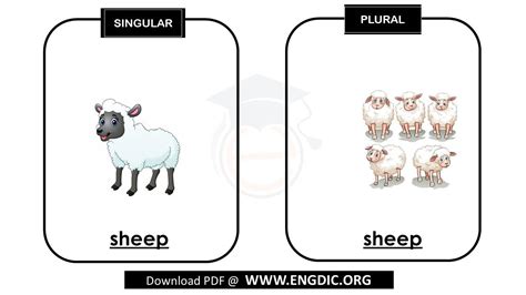 Plural Of Sheep