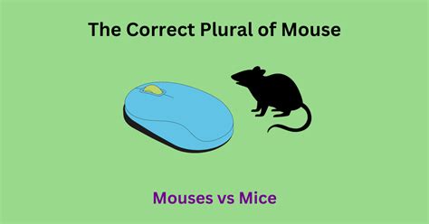 Plural The Mouse