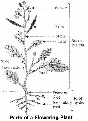 Plus One Botany Notes