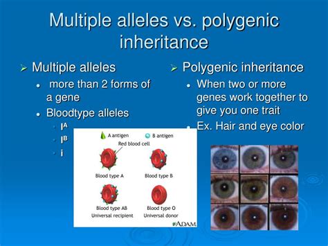 Plygenic Vs Multiple Alles