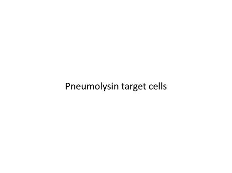 Pneumolysin Exotoxin