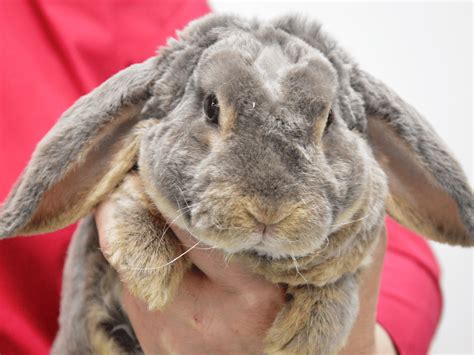 pododermatitis królik