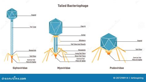 Podovirus