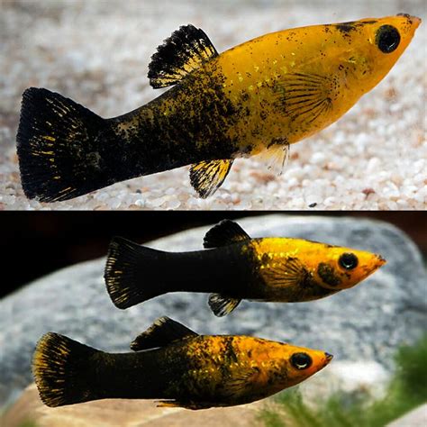 poeciliidae fish