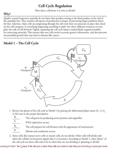 pogil 18 cell cycle pogil answers