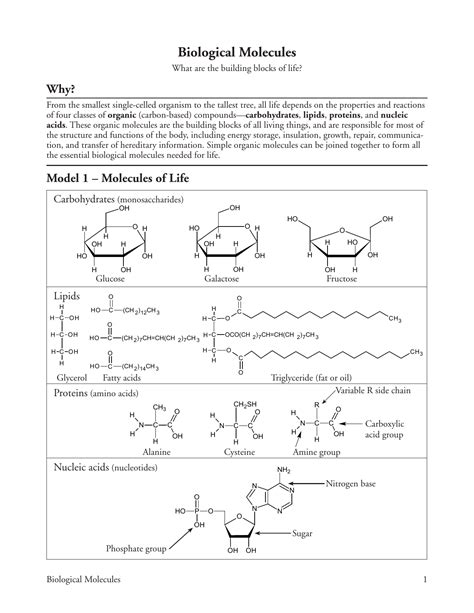Pogil Biological Molecules What Are The Building Blocks Biological Molecules Worksheet Answer Key - Biological Molecules Worksheet Answer Key