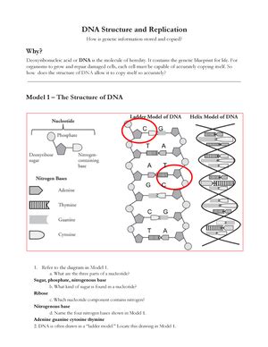 Pogil Dna Structure And Replication