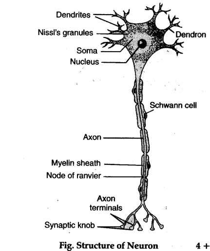 Pogil Neuron Structure