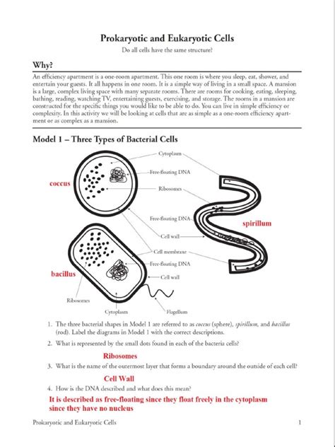 Pogil Prokaryotes V Eukaryotes Prokaryotic And Eukaryotic Cells All About Cells Worksheet Answers - All About Cells Worksheet Answers