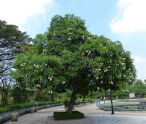 pohon bintaro