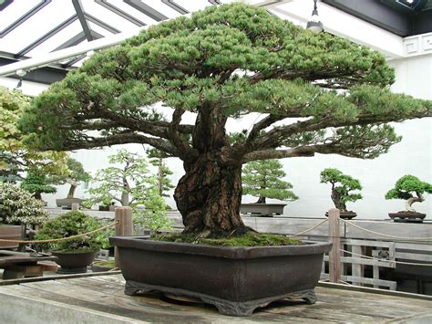 pohon bonsai