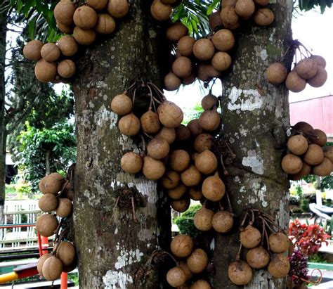 pohon buah langka asli indonesia