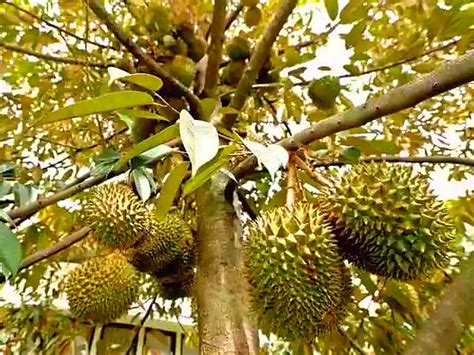 pohon durian berbuah