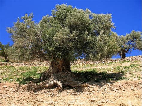 pohon gharqad
