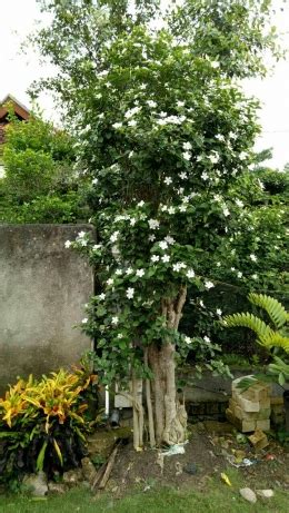 pohon jasmine