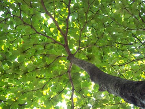 pohon ketapang
