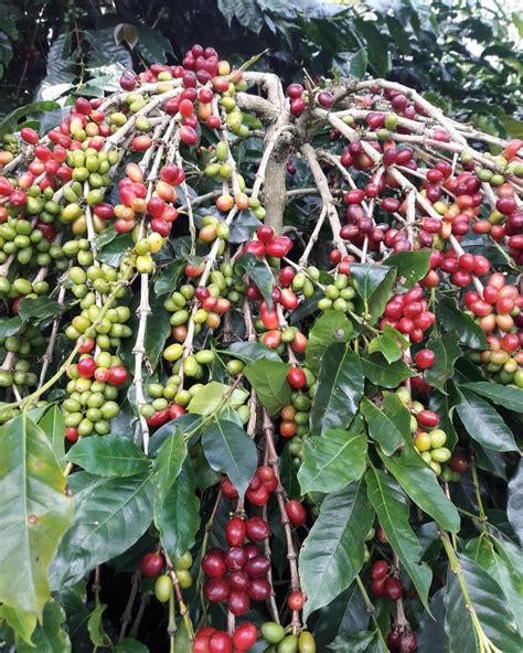 pohon kopi robusta