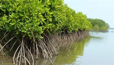 pohon mangrove