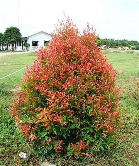pohon pucuk merah