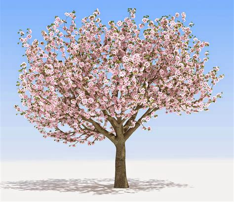 pohon sakura