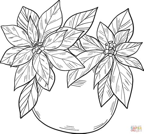Poinsettia Coloring Page Coloring Pages Classcrown Christmas Poinsettia Coloring Page - Christmas Poinsettia Coloring Page