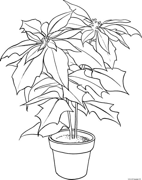 Poinsettia Or Christmas Flower Coloring Page Free Printable Christmas Poinsettia Coloring Page - Christmas Poinsettia Coloring Page