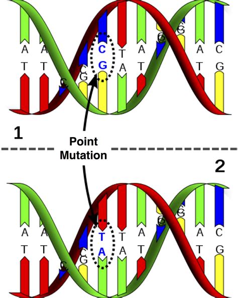 Point Amp Chromosomal Mutations Mdash Printable Worksheet Chromosome Mutation Worksheet - Chromosome Mutation Worksheet