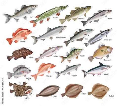 Poisson Maigre Liste