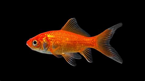poissons rouges ne