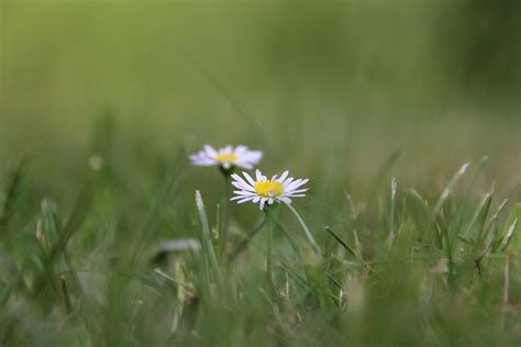 pokeh | Pkom tang gn brh br Kl pm