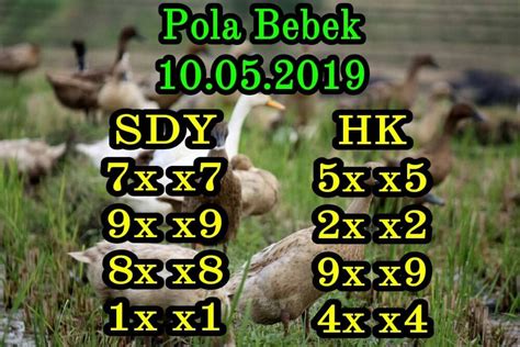 POLA BEBEK HARI INI 🟢 Gambar Syair Pola Bebek - Pola Bebek