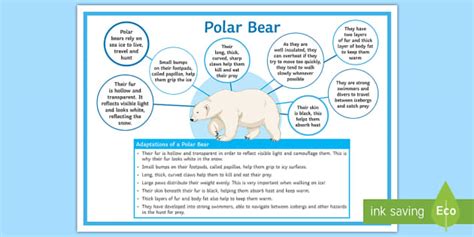 Polar Bear Adaptations