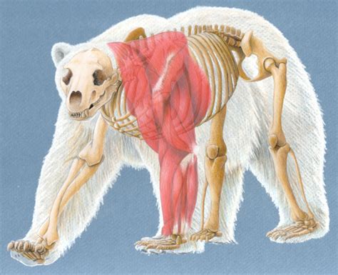 polar bear muscle