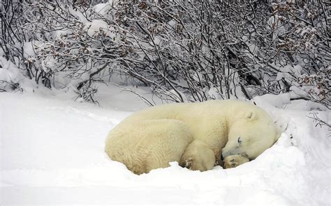 Polar Bear Sleeping