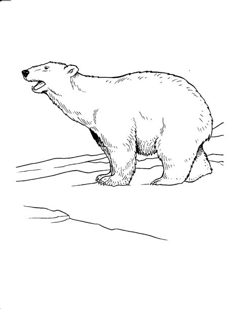 Polar Bears Coloring Pages 100 Free Printables I Polar Bear Pictures To Colour - Polar Bear Pictures To Colour