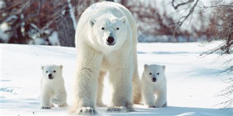 polar nude