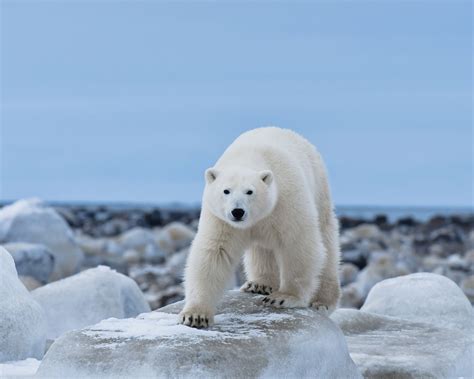 Download Polar Bears 
