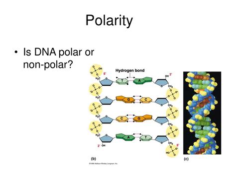Polarity Dna