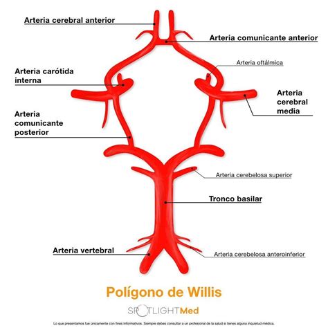 Polígono De Willis