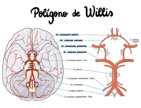 Poligono De Willis