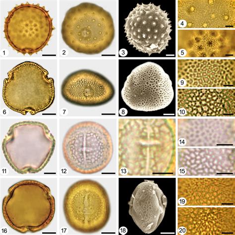 Download Pollen Morphology Of Malvaceae And Its Taxonomic 