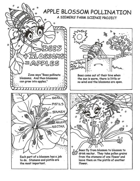 Pollination And Color Worksheet Worksheet Teacher Made Twinkl Pollination Worksheet 7th Grade - Pollination Worksheet 7th Grade
