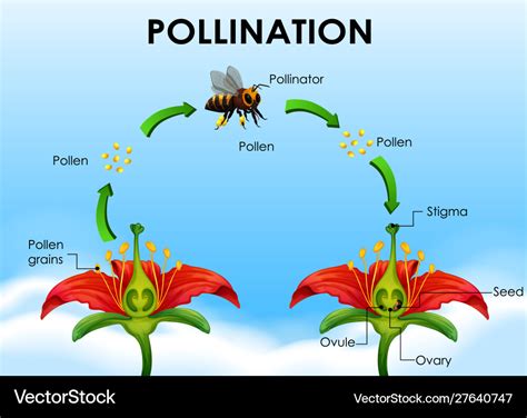 Pollination Definition Process Types Agents Of Amp Facts Science Of Flowers - Science Of Flowers