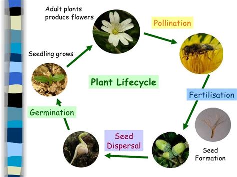 Pollination Fertilisation Seed Dispersal And Germination Worksheet Pollination Worksheet 7th Grade - Pollination Worksheet 7th Grade