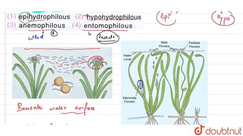 Pollination In Vallisneria