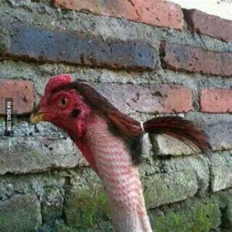 Pollo Con Coleta