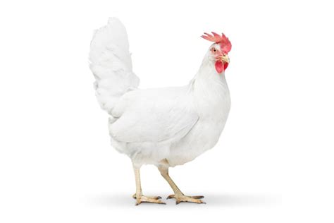 Pollo En Ingles