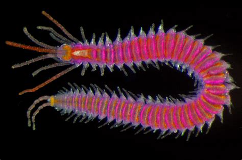 Download Polychaetes By Greg W Rouse Dobbinspoint 