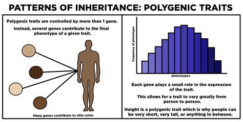 polygenic traits