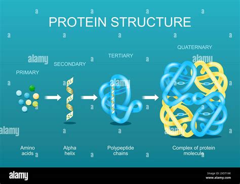 Polymer Of Proteins